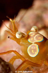 "Squat shrimp" by Iyad Suleyman 